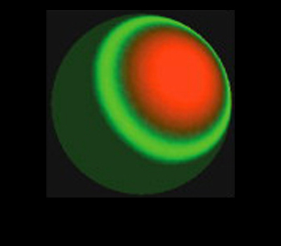 Cell Polarity