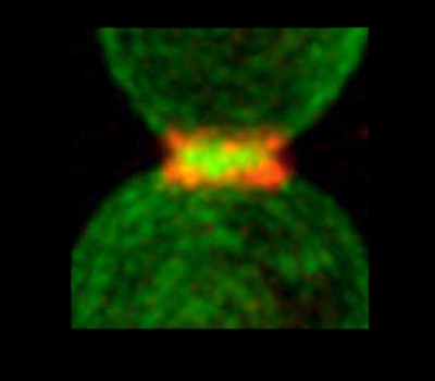 Cytokinesis